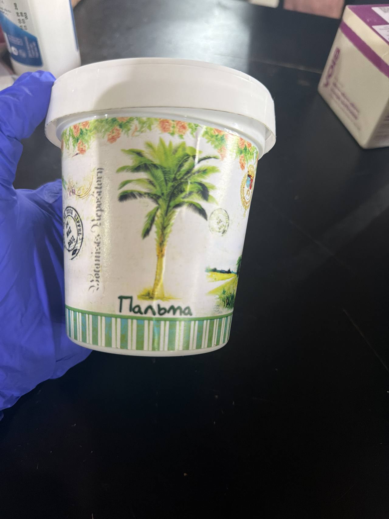 Пальма Botanique