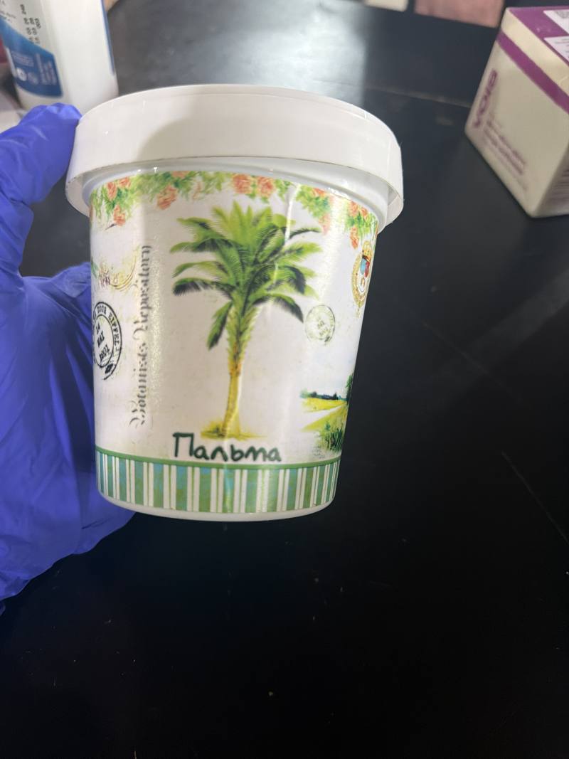 Пальма Botanique