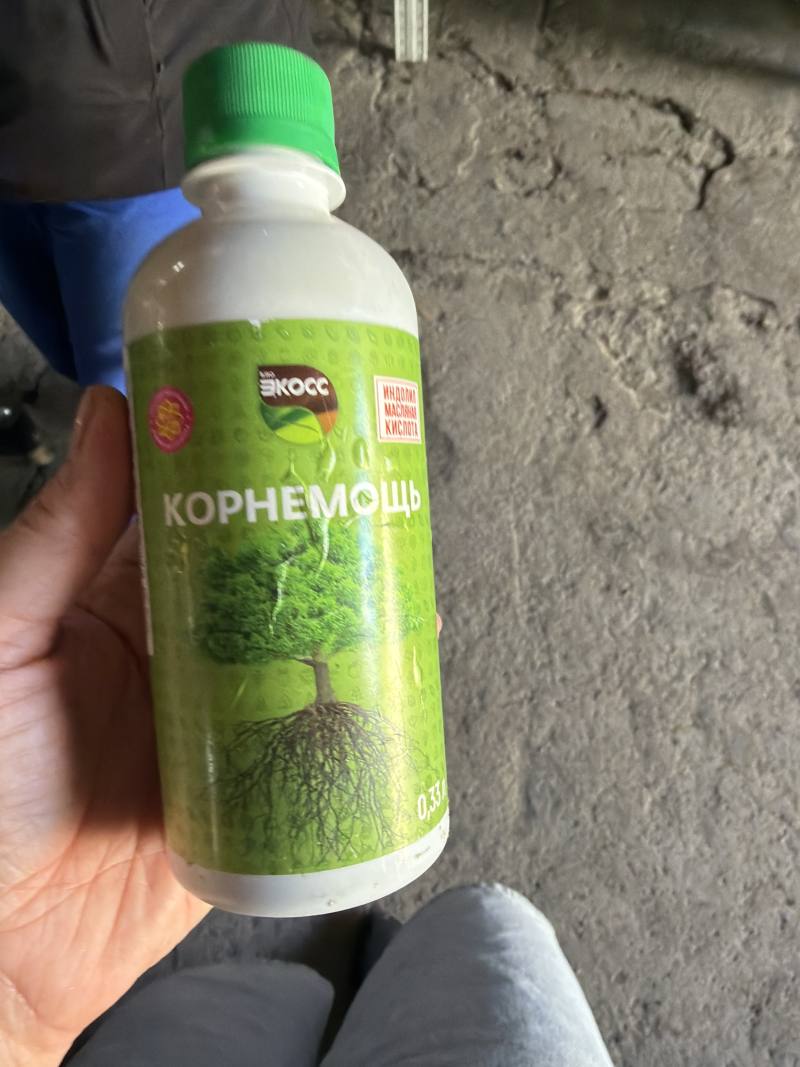 Корнемощь